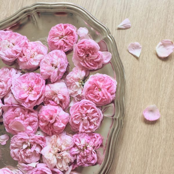 Damask Rose